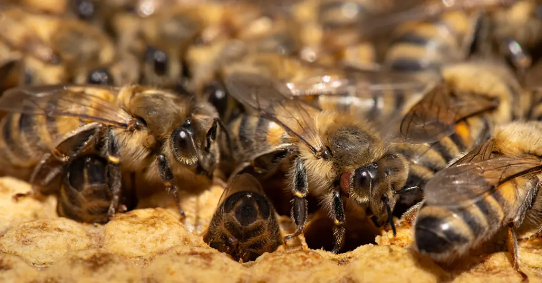 Como filmar insetos? Conheça os bastidores da série Segredos das Abelhas, da National Geographic