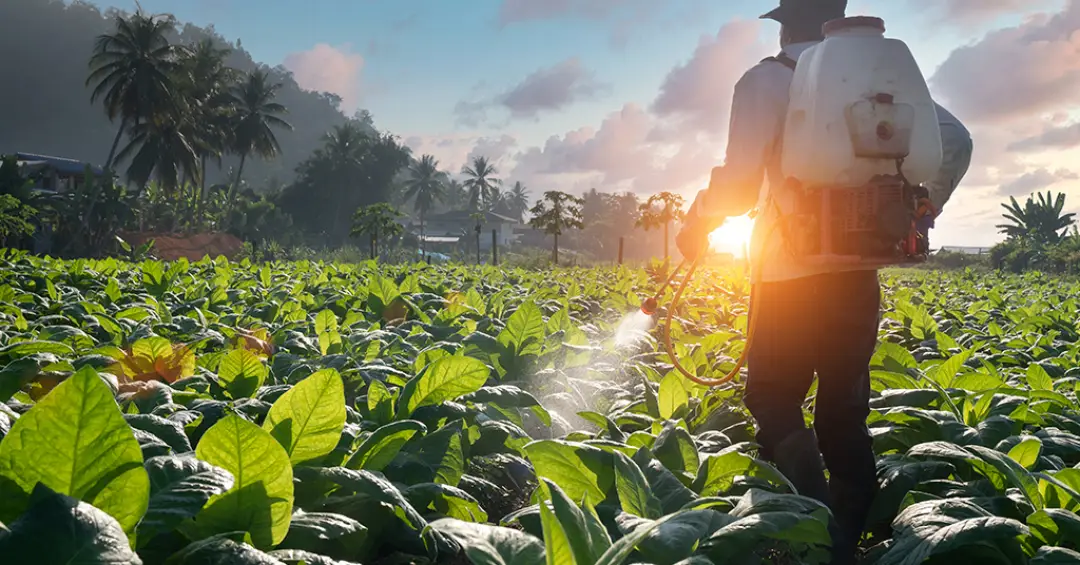 Como nanopartículas feitas com bactérias podem ajudar a agricultura a diminuir os agrotóxicos