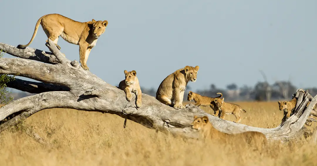 Como os cientistas calculam a idade de animais na natureza?