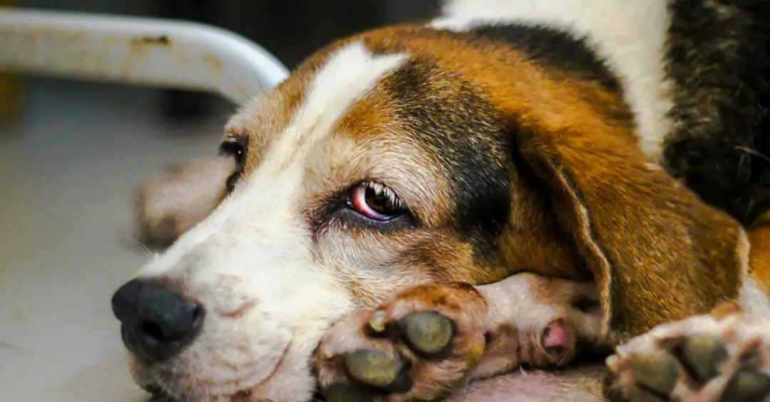 Como saber se seu cão está com dor (e o que fazer nesse caso)