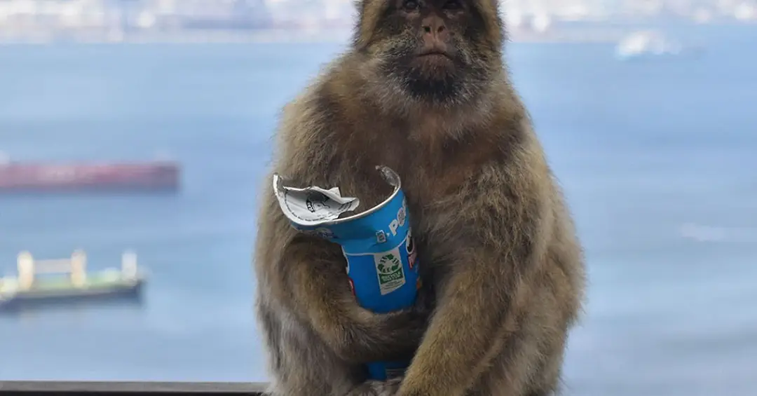 Esses macacos estão comendo terra para aliviar problemas causados pela comida de turistas