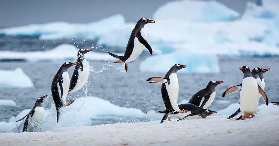 Estudo com mais de 11 mil aves marinhas mapeia onde o mercúrio se concentra nos oceanos