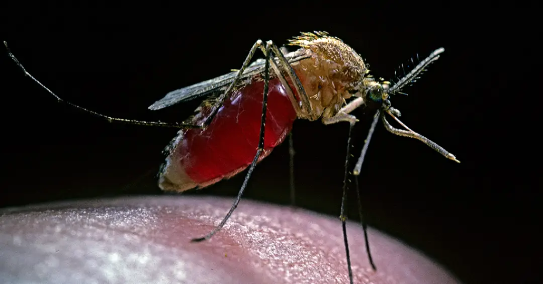 Humanidade tenta fugir de áreas com mosquitos há 74 mil anos, mostra estudo