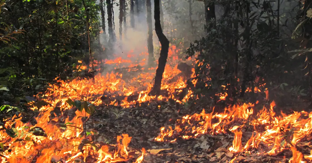 Incêndios na Amazônia podem não levar à savanização, mas empobrecem a floresta, indica estudo