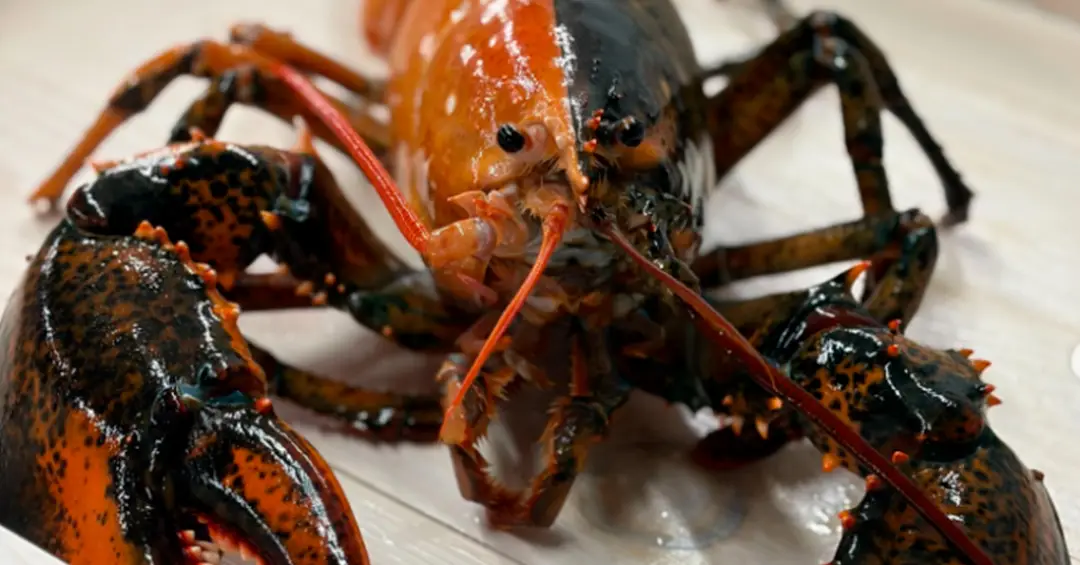 Lagosta de duas cores rara é encontrada nos EUA