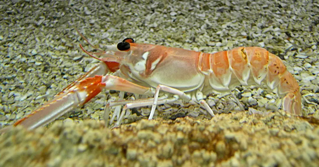 Lagostas sentem dor? Novo experimento com analgésicos indica que sim