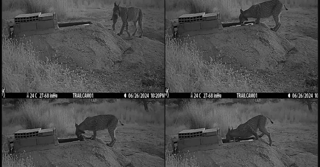 Linces são flagrados mergulhando presas na água antes de comer – e cientistas tentam entender por quê