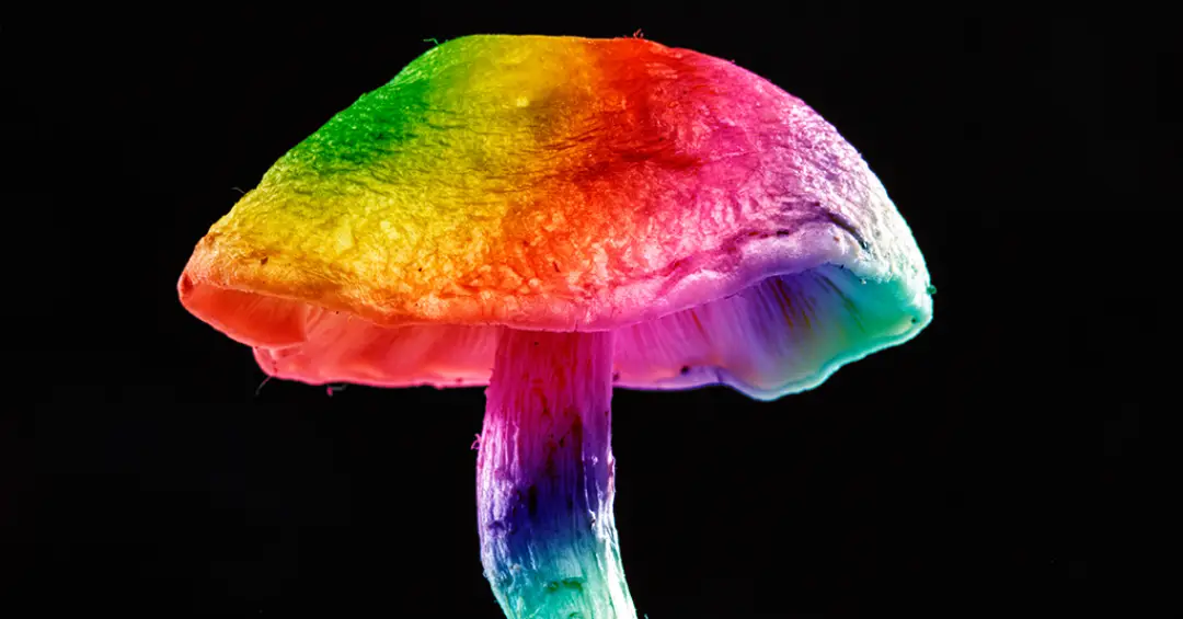 Maior estudo sobre psicodélicos revela como essas substâncias agem no cérebro