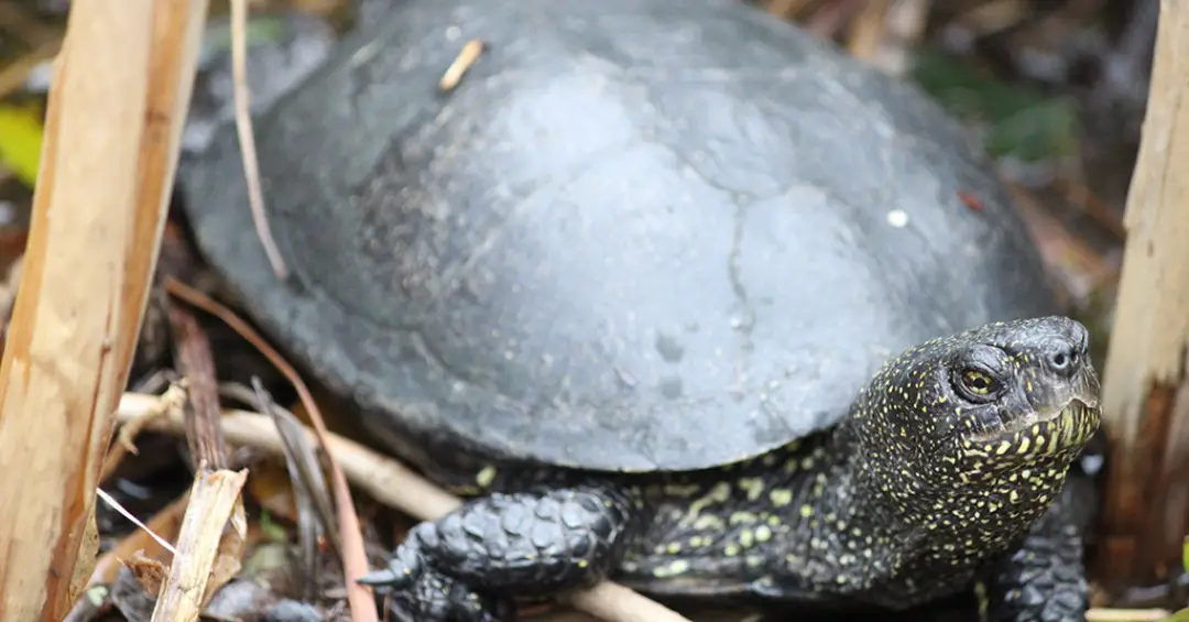 Neandertais caçavam tartarugas e transformavam carapaças em utensílios, mostra estudo