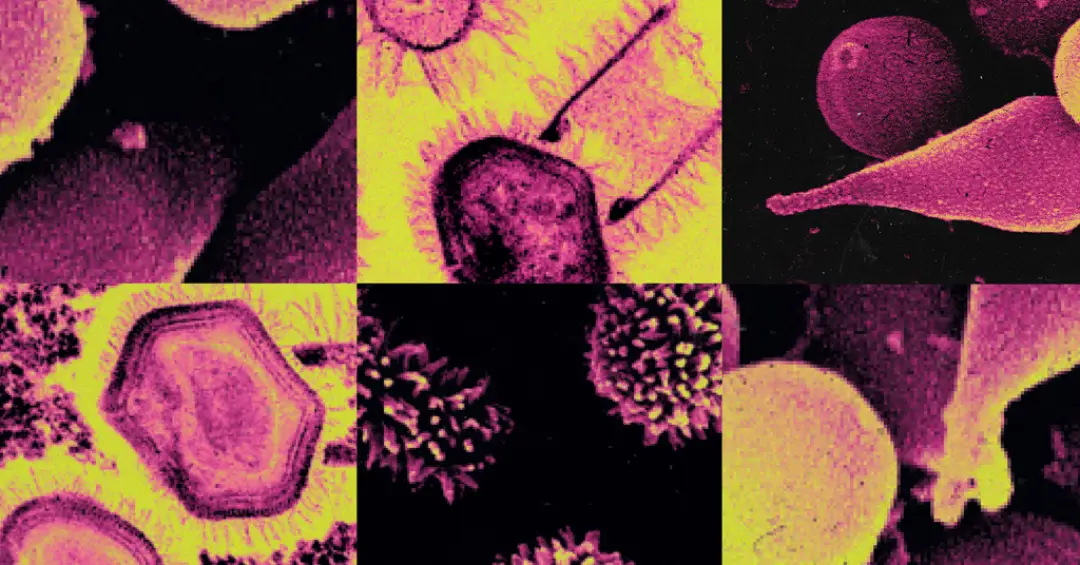 O que são os vírus gigantes, e por que eles intrigam cientistas