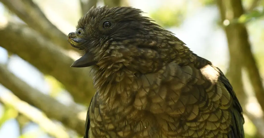 Papagaio com deficiência vira macho alfa ao criar técnica inédita de luta