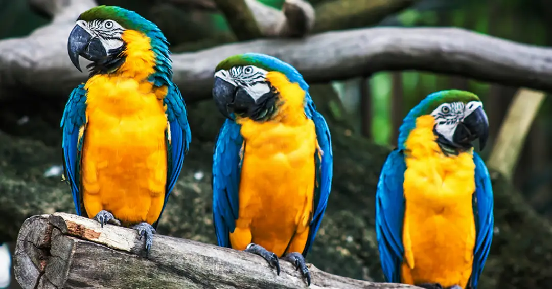 Papagaios conseguem associar nomes a indivíduos específicos, indica estudo