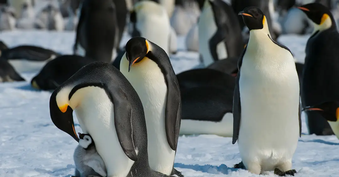 Pinguins-imperadores estão oficialmente ameaçados de extinção