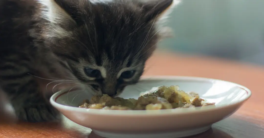 Por que gatos comem de pouquinho em pouquinho ao longo do dia?