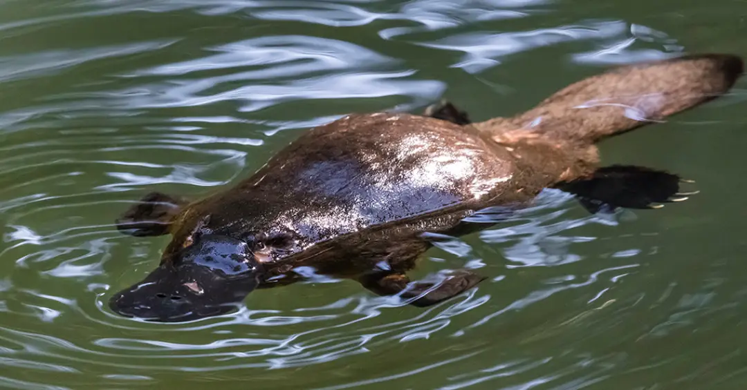 Por que os ornitorrincos são biofluorescentes?