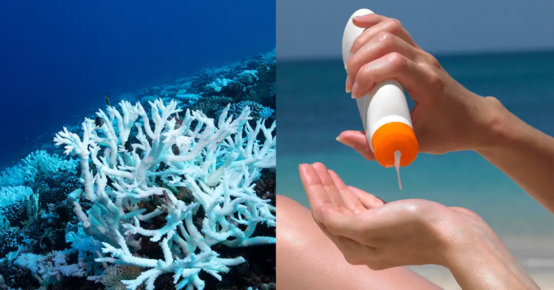 Resíduos de protetor solar na água podem destruir corais marinhos