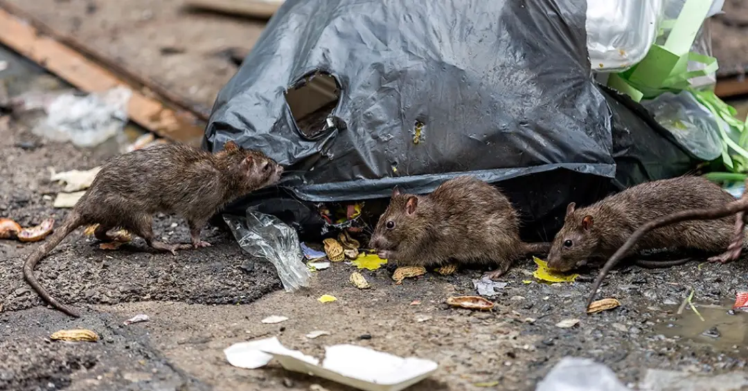 5 zoonoses transmitidas por ratos – e como evitá-las