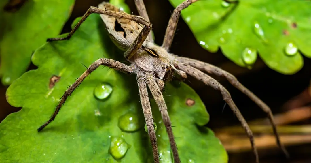 Boy lixo? Essa aranha dá presentes falsos para as fêmeas em troca de sexo