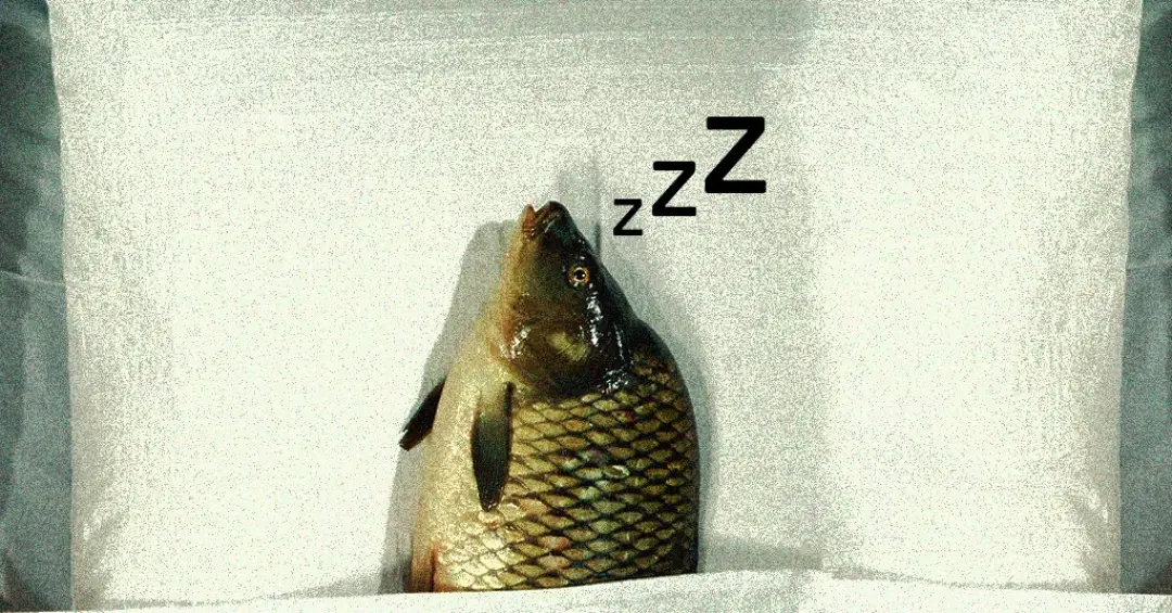 Cientistas descobrem que peixes dormem como nós – e até tiram cochilos