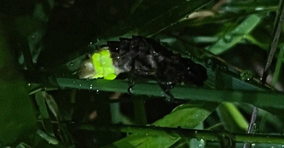 Espécie de vaga-lume ameaçada é encontrada em floresta “esquecida” da Escócia