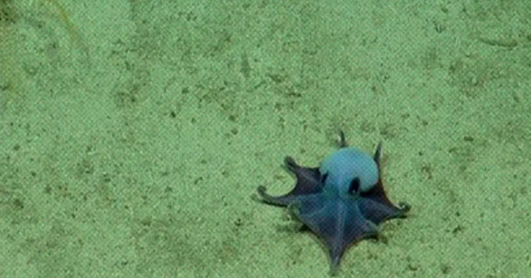 Esse polvo azul descoberto nas Ilhas Darwin cabe na palma da mão