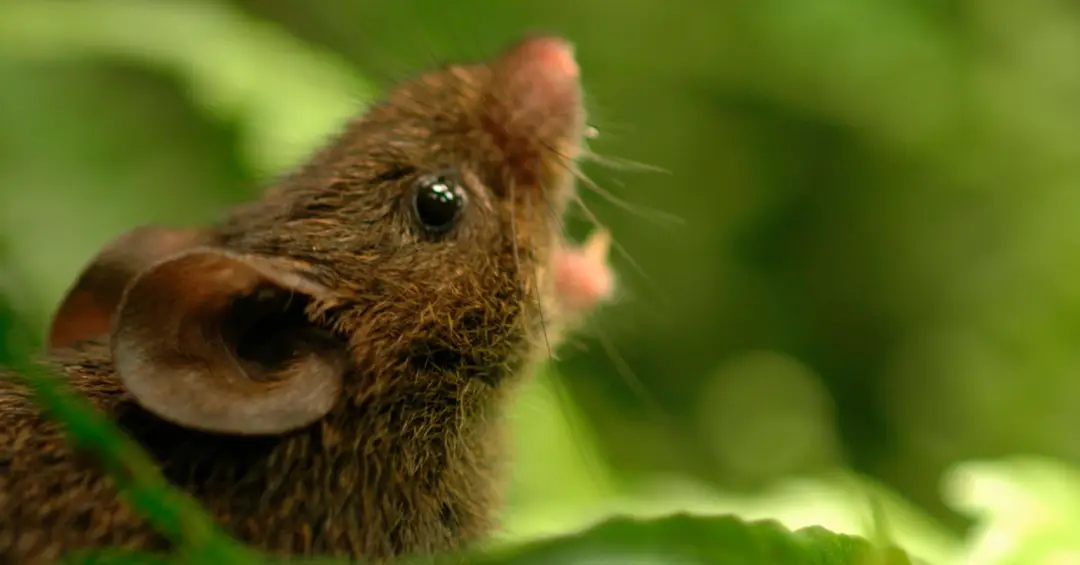 Estes ratos são capazes de “cantar em dueto”. Entenda como essa habilidade surgiu