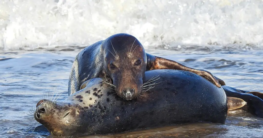 Focas canibais atacam filhotes na maior colônia da espécie no mundo