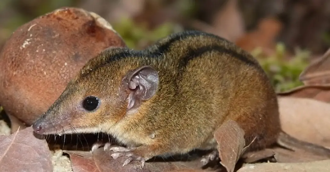 Marsupial que só existe no Rio de Janeiro é descoberto por alunas da UFRJ