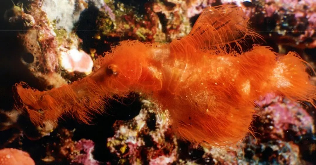 Nova espécie de peixe “peludo” ganha nome inspirado na Vila Sésamo