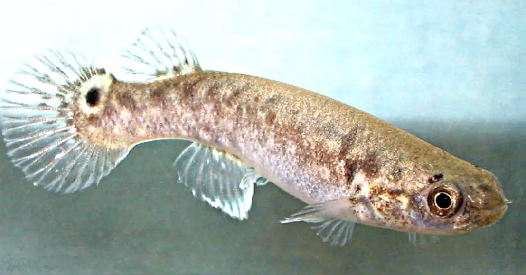 O que aconteceu com esses peixes depois de usarem cogumelos mágicos