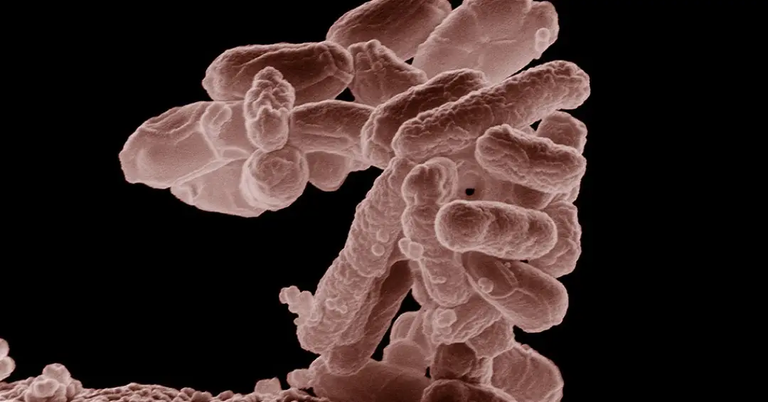 Toda a vida usa 20 aminoácidos. Cientistas fizeram essas bactérias funcionarem com 19.