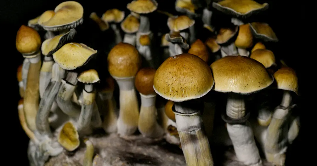 Uma única dose de “cogumelo mágico” pode alterar estrutura e atividade do cérebro, sugere estudo