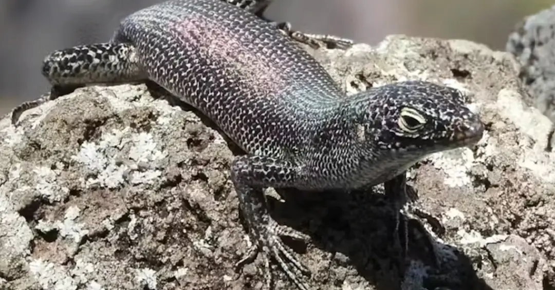 A evolução do lagarto que só existe em Fernando de Noronha