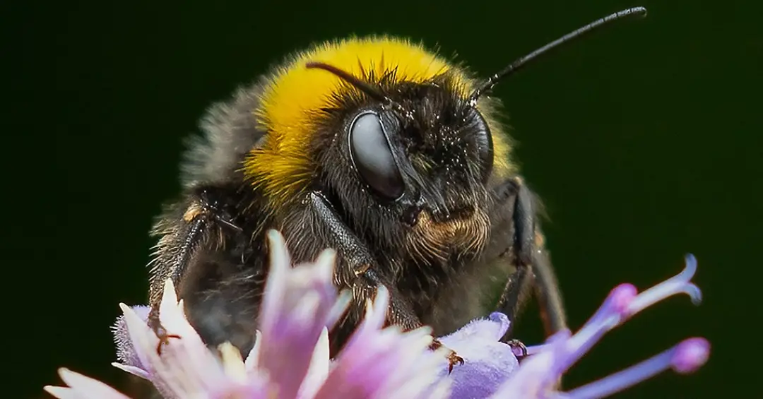 Abelhas estressadas enxergam melhor e agem mais rápido, mostra estudo