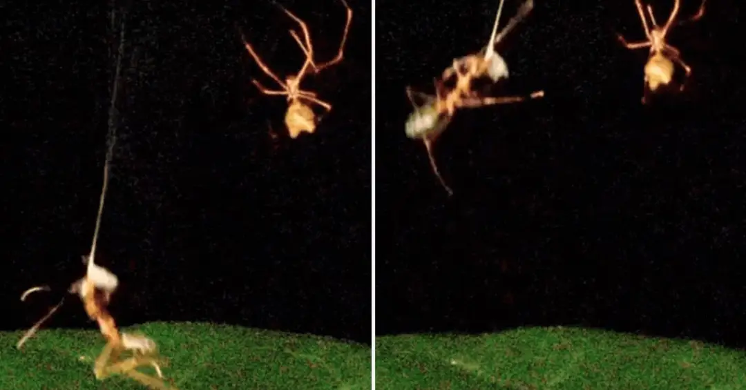 Aranha transforma teia em catapulta e lança presas a 140 vezes a força da gravidade