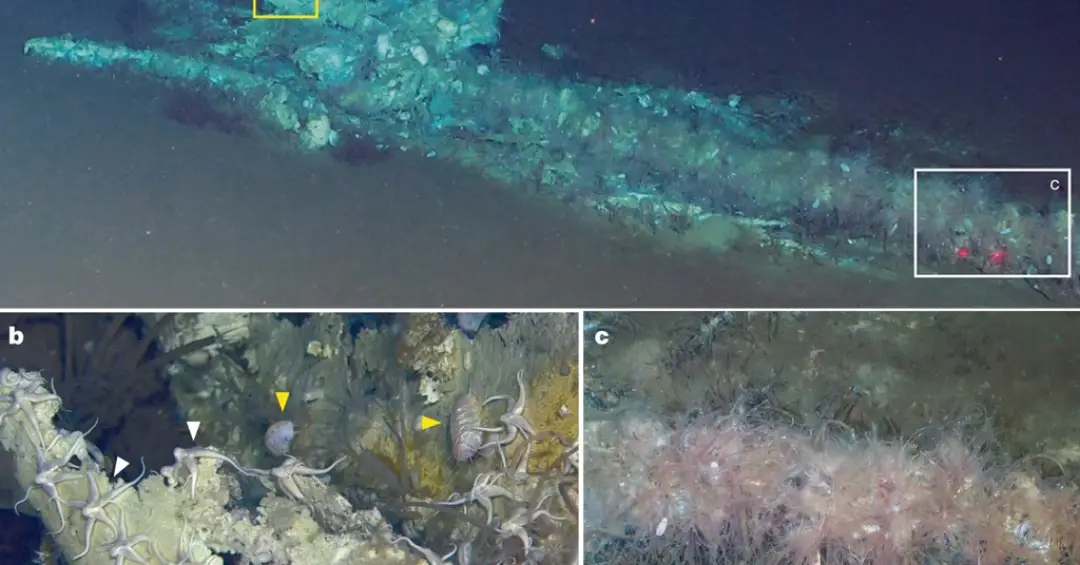 Cemitério de baleias? Centenas de carcaças são encontradas juntas no fundo do oceano