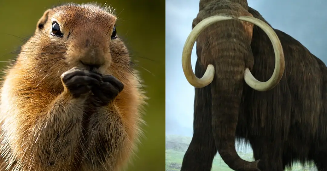 Cocô fossilizado de 700 mil anos revela que esquilos comiam mamutes