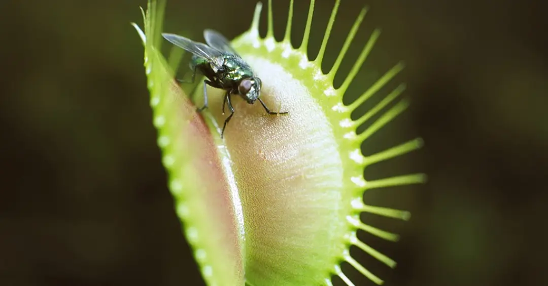Como as plantas carnívoras se fecham tão rápido? A ciência explica