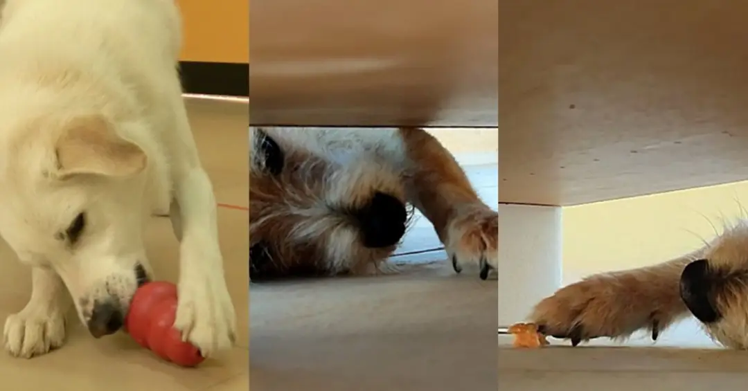 Como descobrir se um cachorro é destro ou canhoto, segundo a ciência