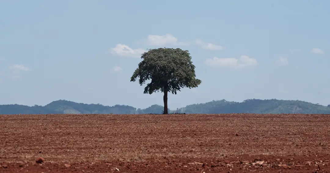 Desmatamento cai no Brasil, e agora não é hora de enfraquecer o que funcionou