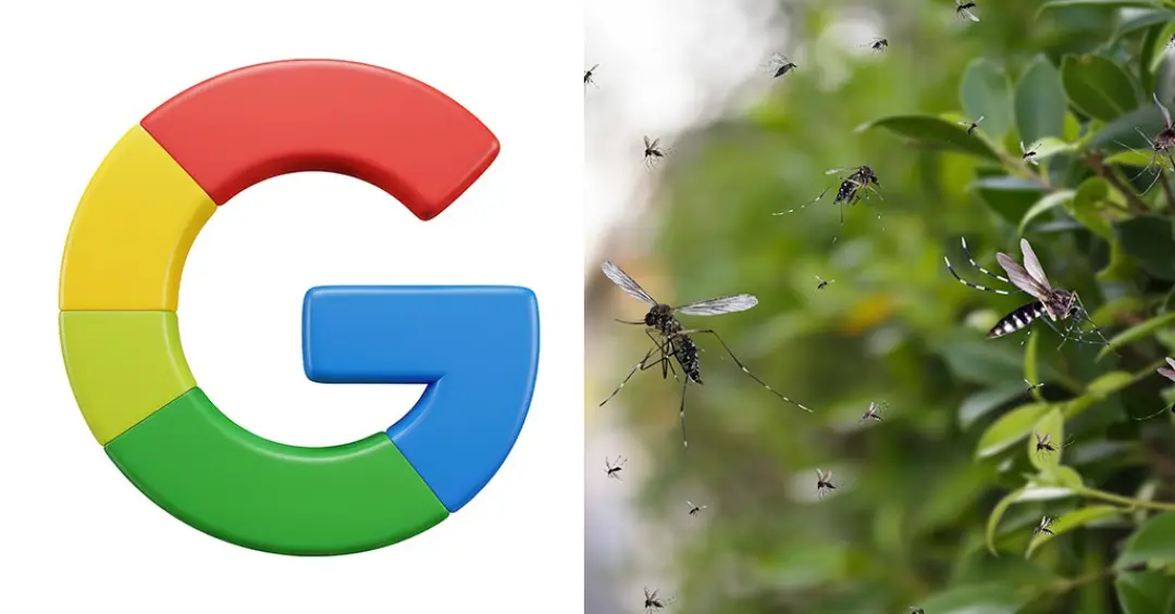 Google quer soltar 32 milhões de mosquitos nos EUA. Por quê?