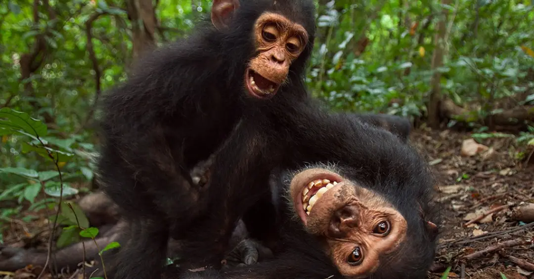 Humanos e macacos dão risada do mesmo jeito há pelo menos 15 milhões de anos, sugere estudo