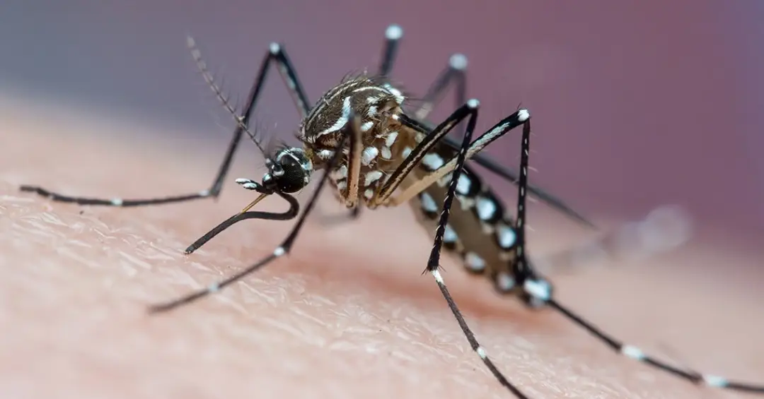Mosquitos podem aprender a gostar do cheiro de repelente, mostra estudo