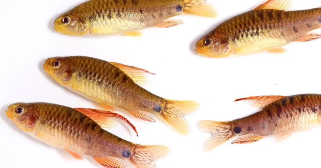 Por que os peixes não têm pelos?