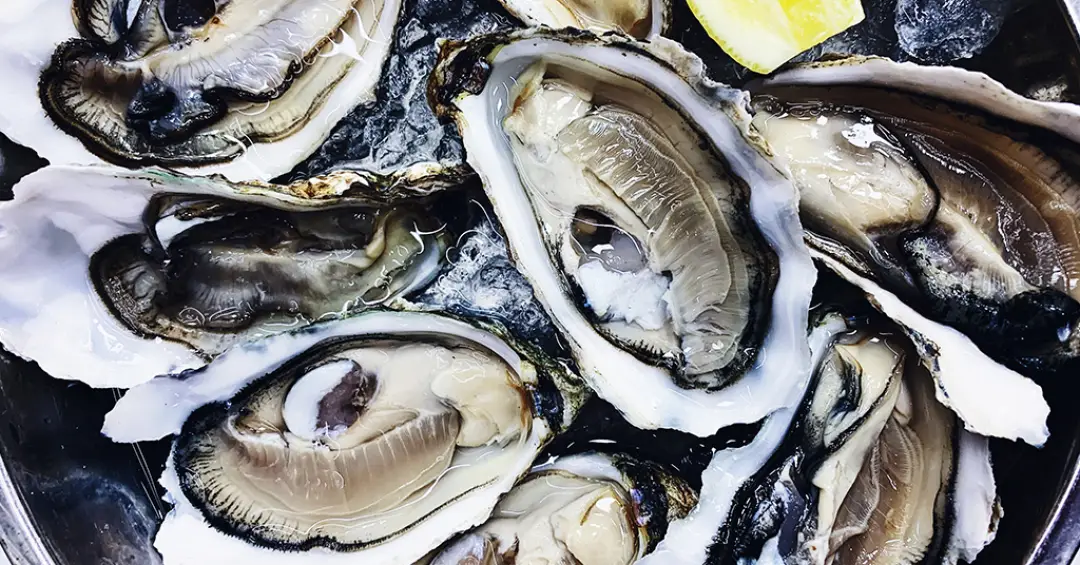 Presença de superbactérias resistentes a antibióticos em pescados e frutos do mar cresce perigosa e silenciosamente
