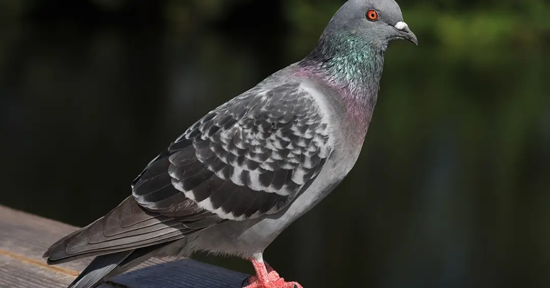 Talvez pombos sintam o campo magnético da Terra com seus fígados