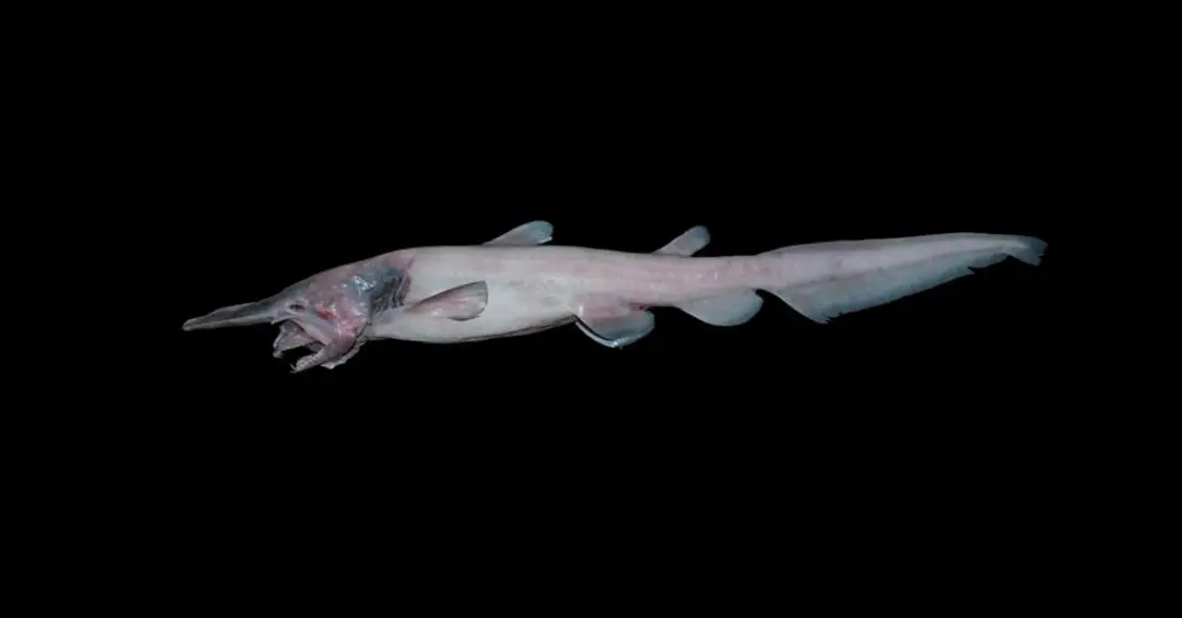 Tubarões-duende raríssimos são flagrados pela primeira vez em seu habitat natural; veja vídeo