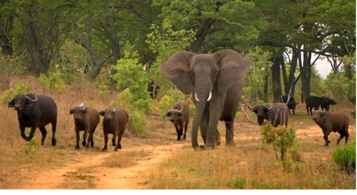 Ataque de animais bravios deixa duas pessoas gravemente feridas em Mecula, Niassa