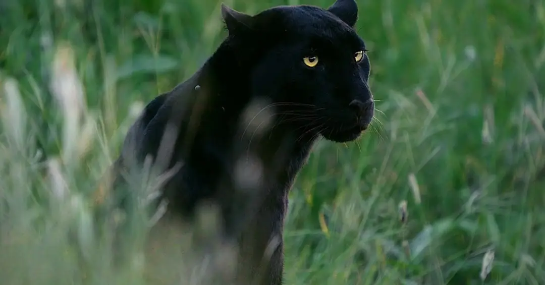 Biólogo brasileiro registra raro leopardo com melanismo. Veja imagens.