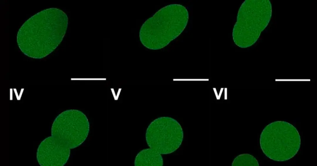Cientistas afirmam ter criado a primeira célula artificial capaz de crescer e se dividir